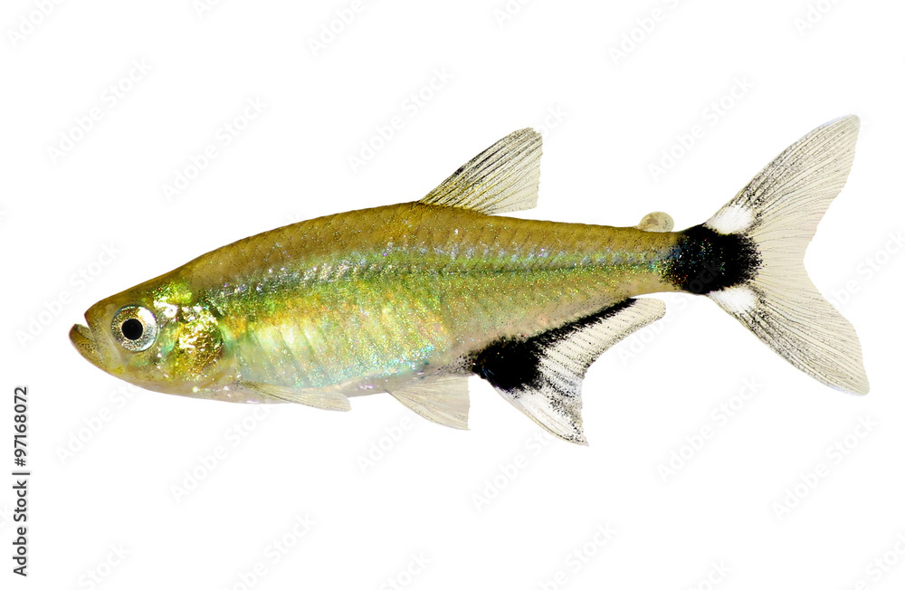 Panda Tetra Dawn Tetra Aphyocharax paraguayensis freshwater aquarium