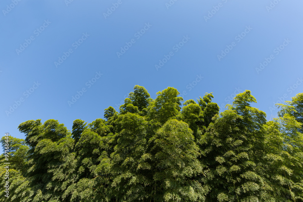 竹林 竹林