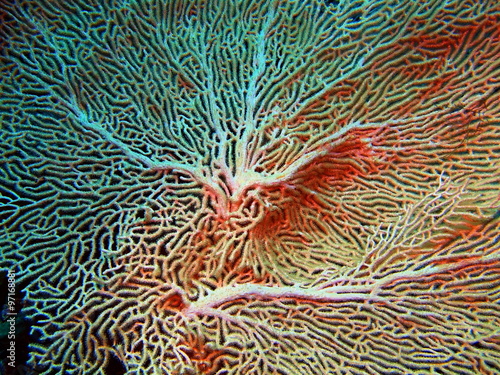 Gorgonian coral, Island Bali
