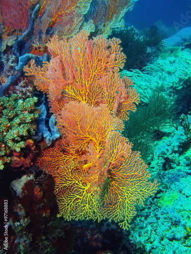 Gorgonian coral  Island Bali