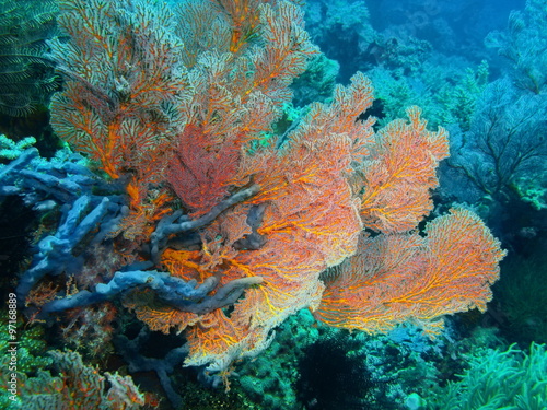 Fototapeta Naklejka Na Ścianę i Meble -  Gorgonian coral, Island Bali