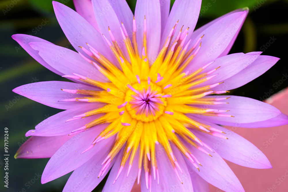 Top view of water lily or lotus.