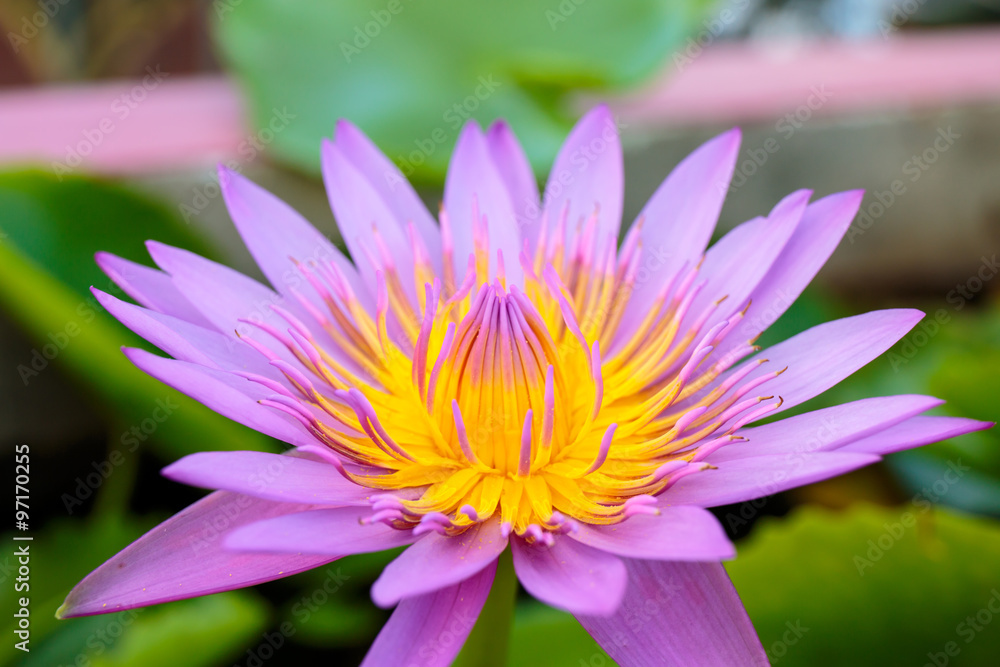 water lily or lotus. water lily or lotus.