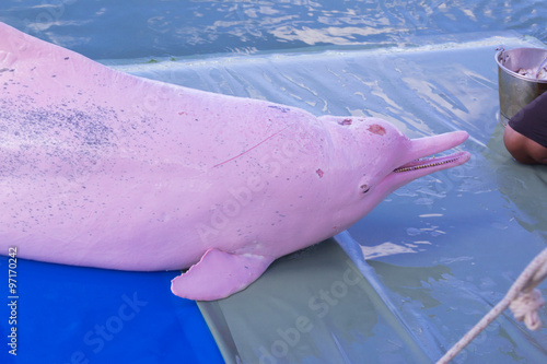 pink dolphin
