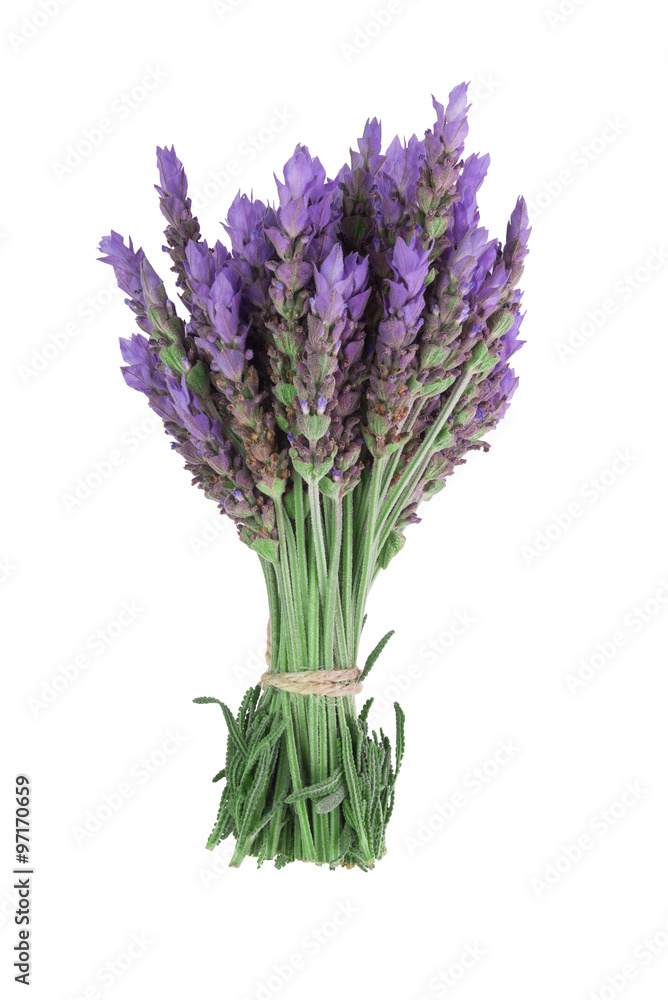 Fototapeta premium bundle of lavender