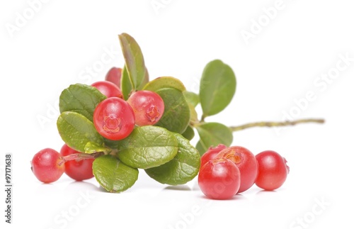 Cranberries isolated on white