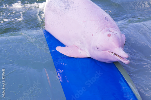 pink dolphin

