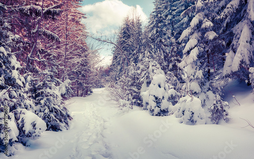Snowy vinter road in the forest covered fresh snow