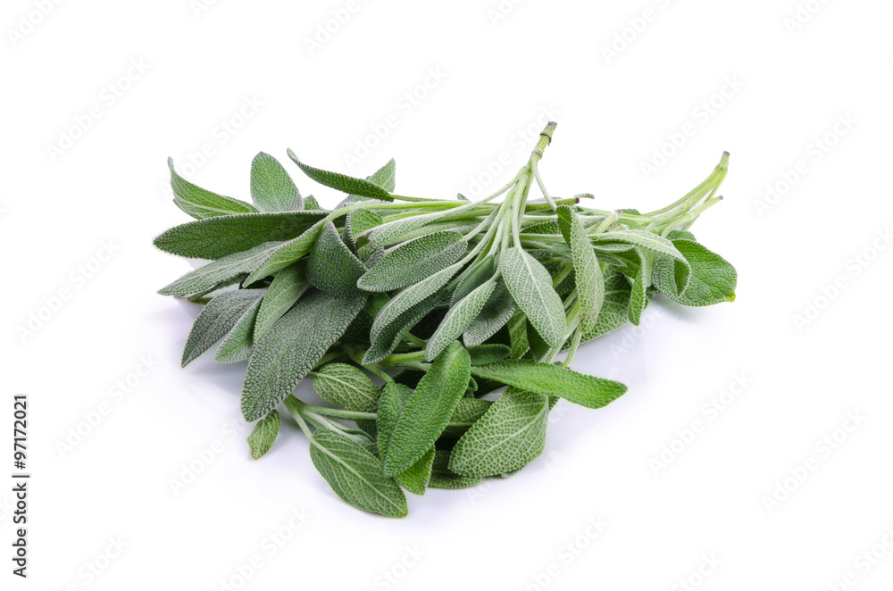 Sage plant on a white background Sage plant on a white background