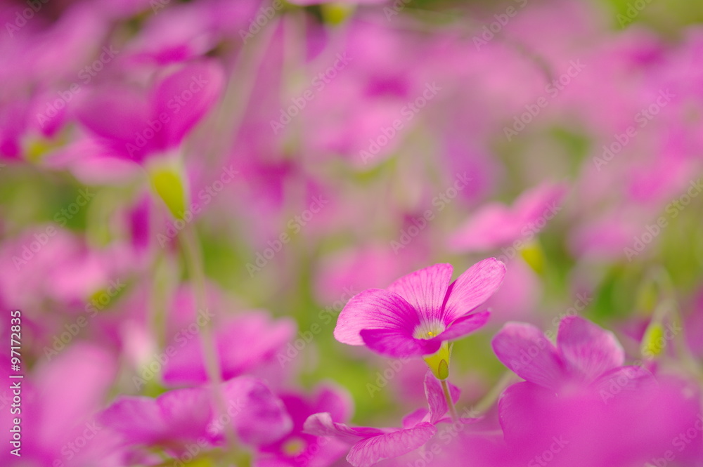 Fototapeta premium ピンクのオキザリス