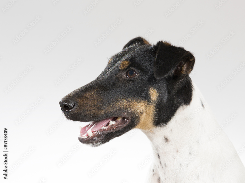 Smooth Fox Terrier portrait. Image taken in a studio.