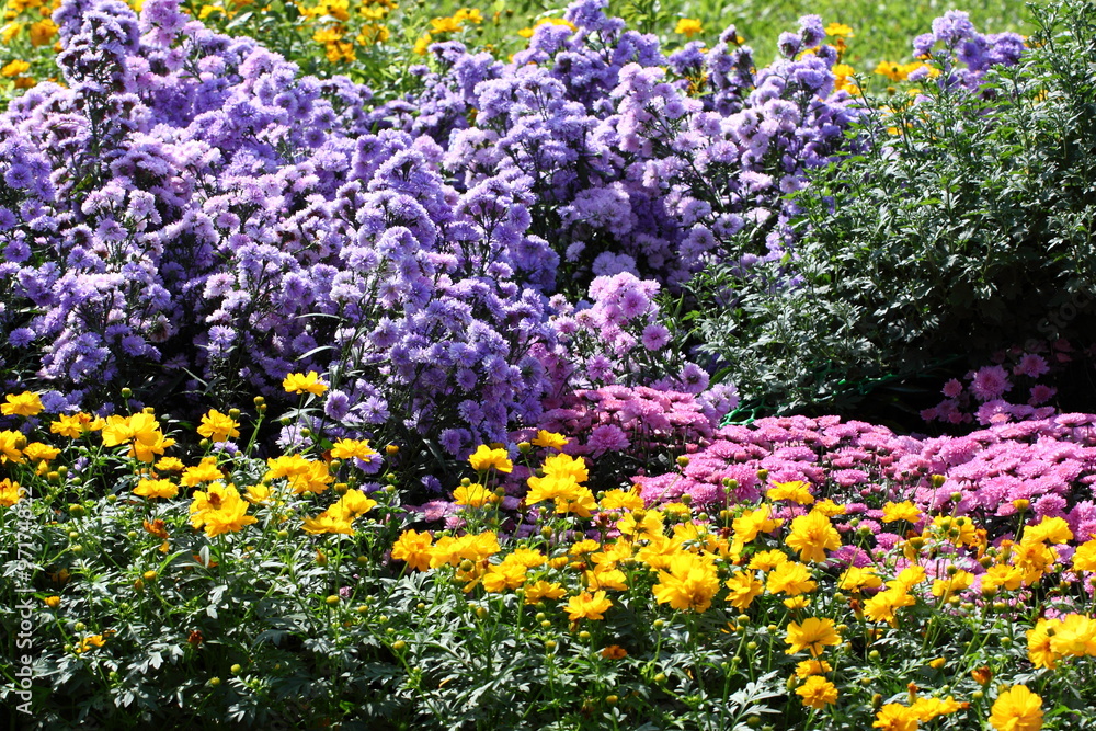 Chrysanthemum flowers/Chrysanthemum flowers in the garden