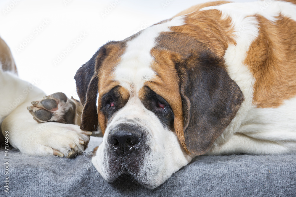 A dog is feeling down. A St Bernard dog laying on the floor and looking depressing. A dog is feeling down. A St Bernard dog laying on the floor and looking depressing.