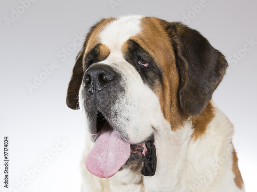 фотографія A St Bernard portrait. Image taken in a studio.