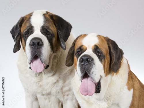 Two St. Bernard dogs in a portrait. Image taken in a studio.
