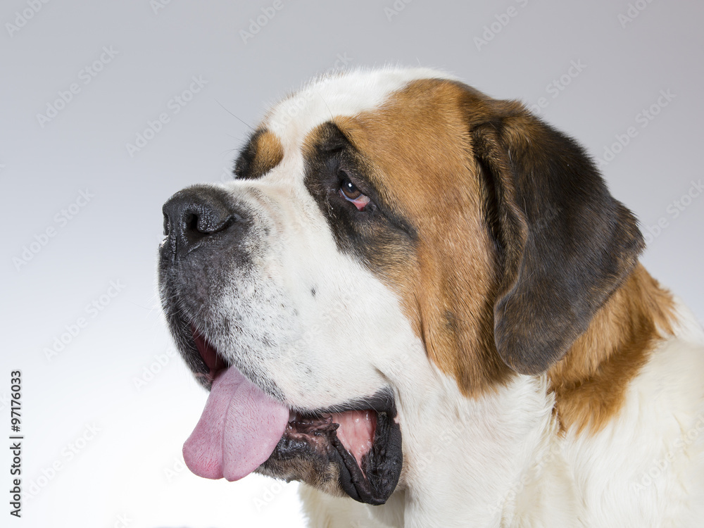 A St Bernard portrait. Image taken from the side and taken in a studio. A St Bernard portrait. Image taken from the side and taken in a studio.