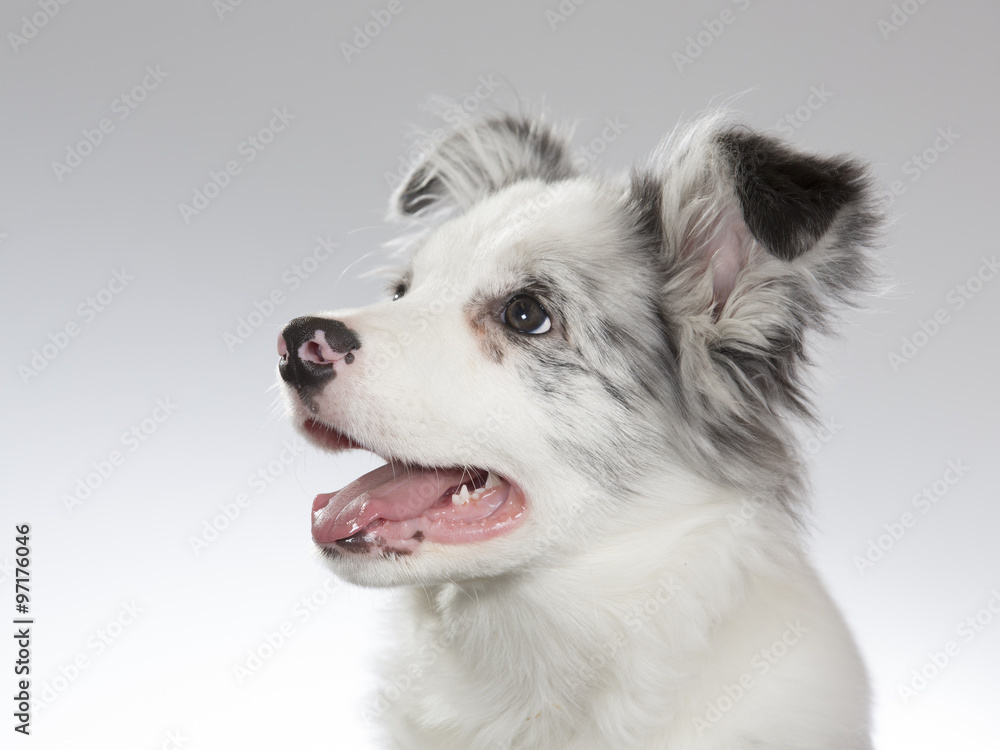 A beautifully colored shetland sheepdog puppy in a portrait. Image taken in a studio. A beautifully colored shetland sheepdog puppy in a portrait. Image taken in a studio.