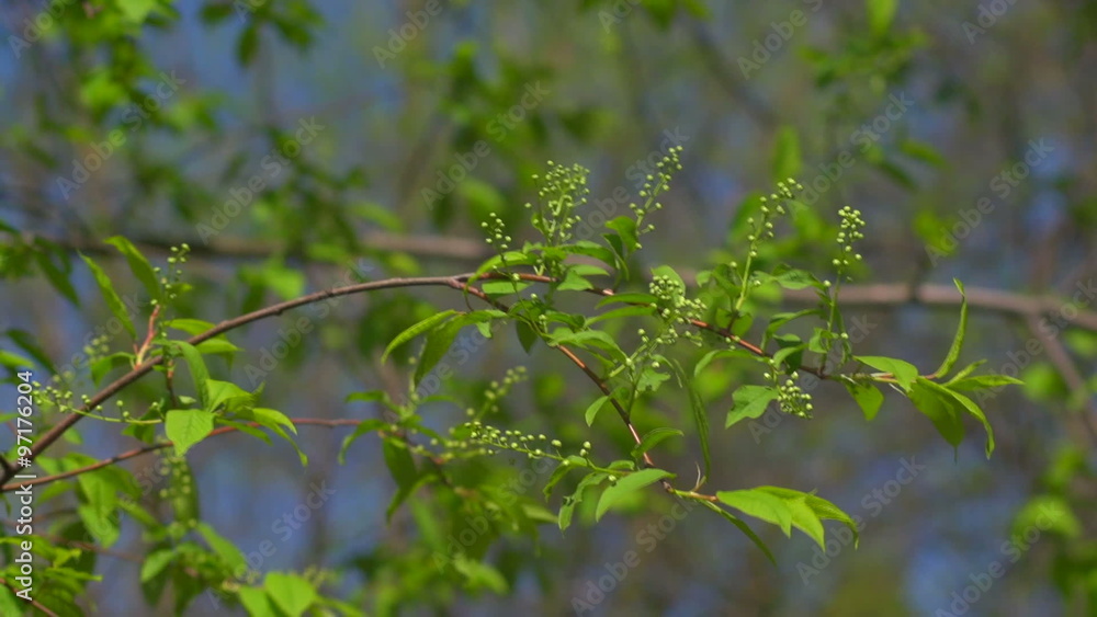 Leaves and wild cherry blossoms Leaves and wild cherry blossoms