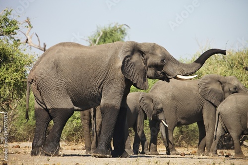 African elephants  Loxodon africana  in Chobe National Park  Botswana