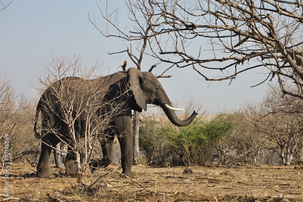 Fototapeta premium African elephants, Loxodon africana, in Chobe National Park, Botswana