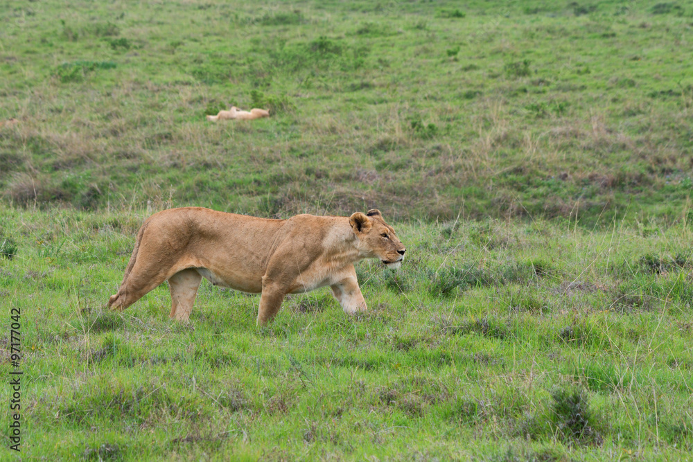 Lioness Lioness