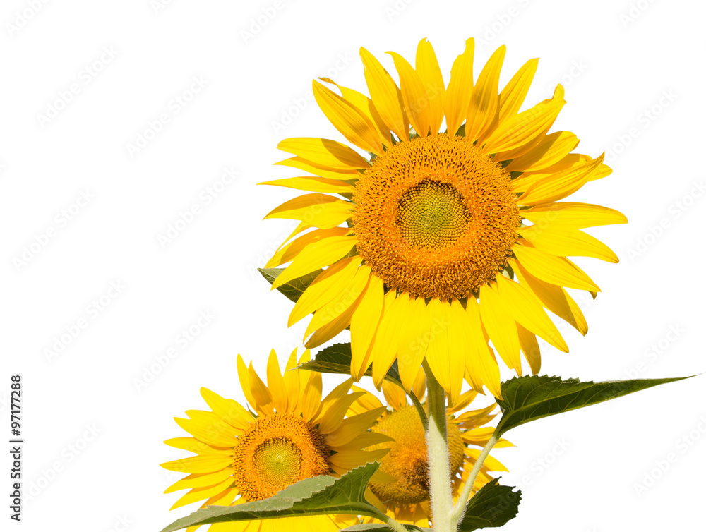 Obraz premium isolated sunflowers