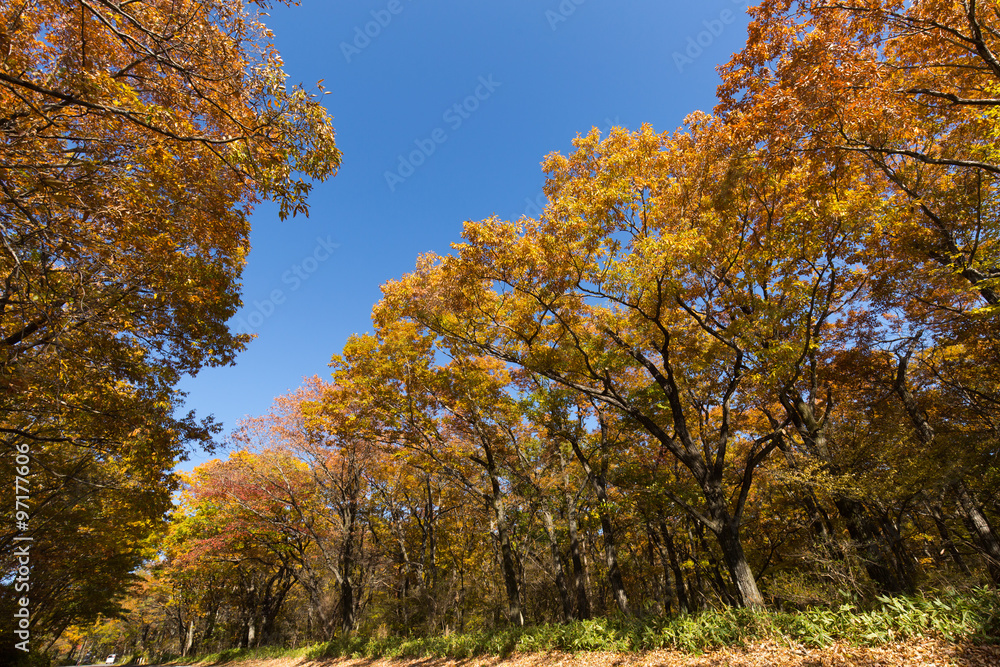 紅葉した那須街道