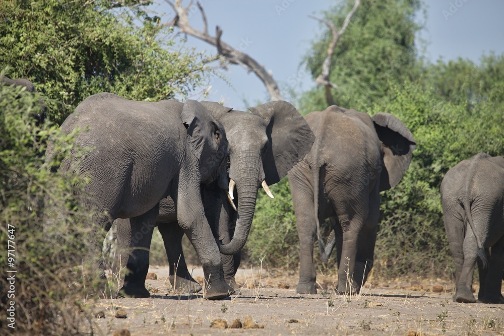 Fototapeta premium African elephants, Loxodon africana, in Chobe National Park, Botswana