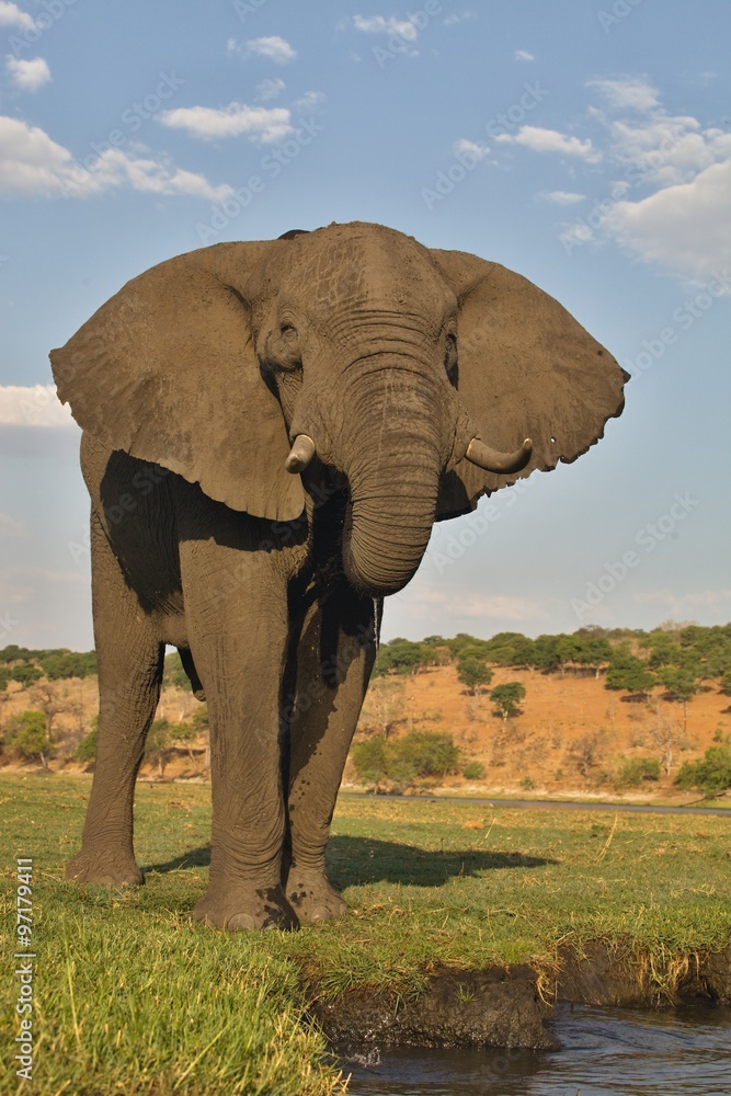 Obraz premium drinking elephant Loxodonta africana, in Chobe National Park, Botswana