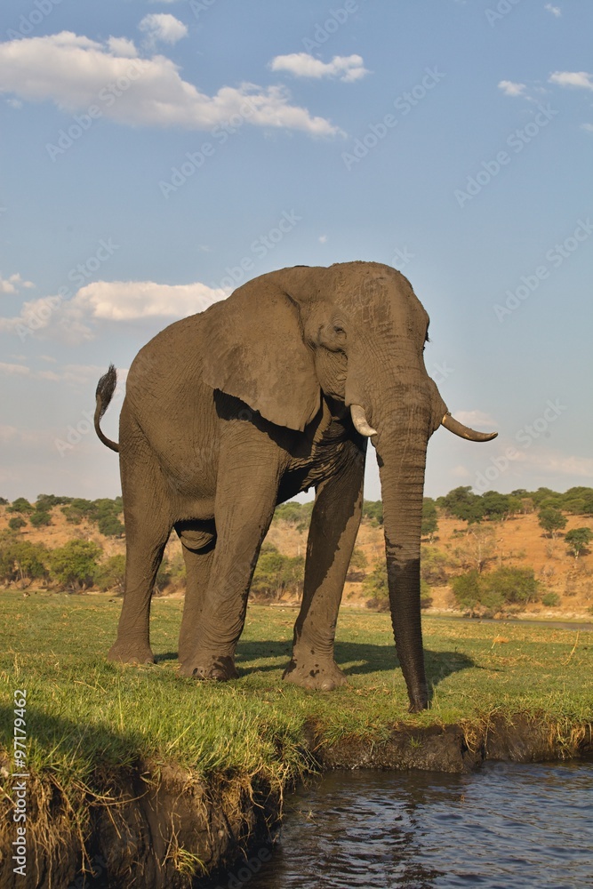 drinking elephant Loxodonta africana,  in Chobe National Park, Botswana