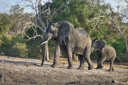 lone elephant Loxodonta africana, in Chobe National Park, Botswana