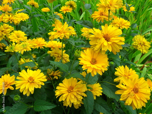 słoneczniczek szorstki (Heliopsis helianthoides)
