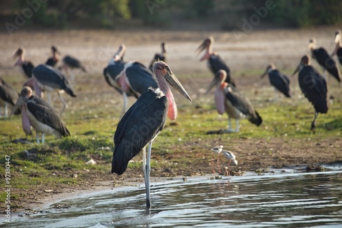 Greater adjutant, Leptoptilus crumeniferus, in Chobe National Park, Botswana