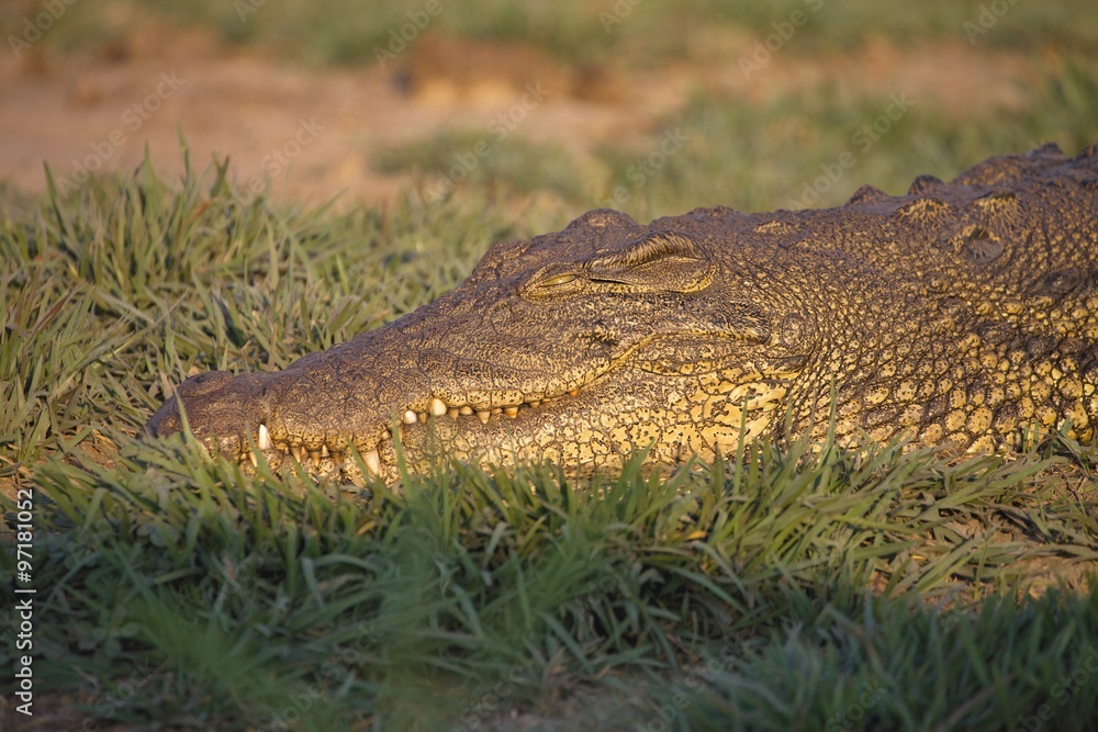 Fototapeta premium Nile crocodiles African Buffalo,in Chobe National Park, Botswana