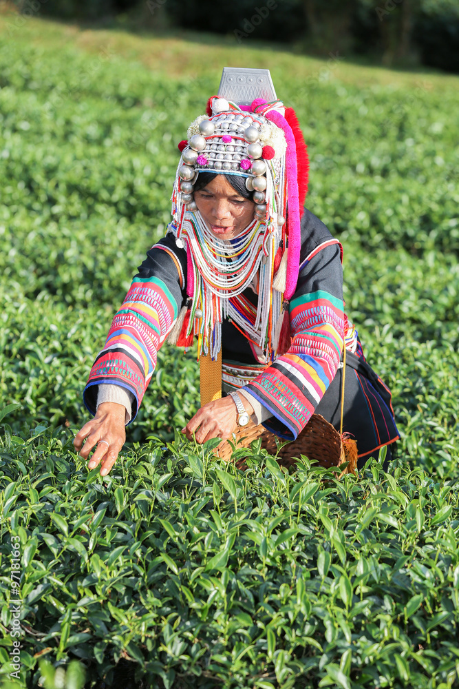 Akha hill tribe woman picking tea leaf at plantation. Akha hill tribe woman picking tea leaf at plantation.