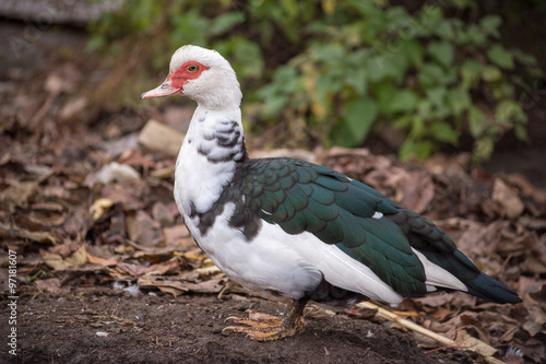 Muscovy duck on a pile of fallen leafs. Authentic farm series. © Garmon