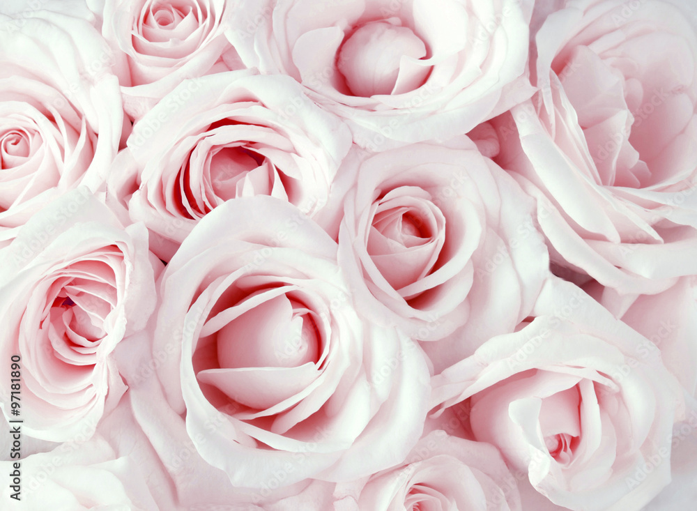 Obraz premium Miękkie różowe dmuchane róże