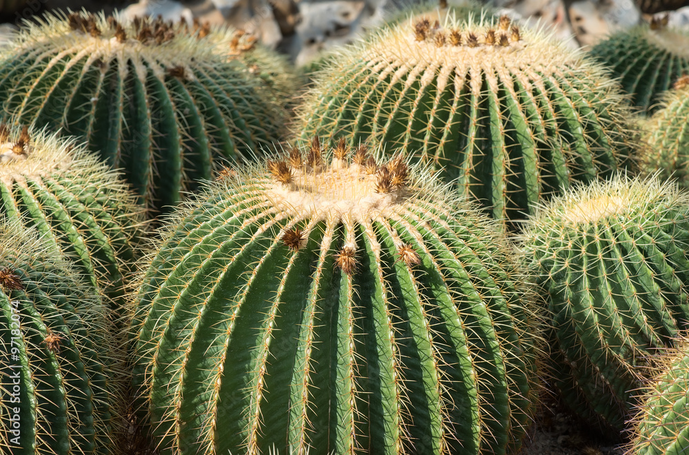 cactus close up cactus close up