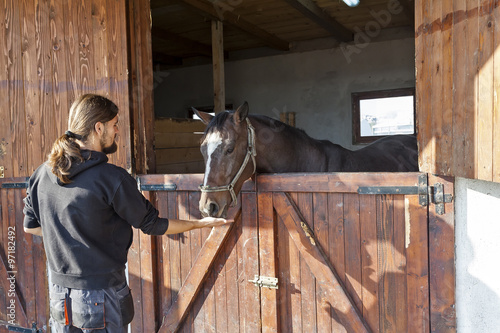 Fototapeta Naklejka Na Ścianę i Meble -  English thoroughbred racehorse in box 02