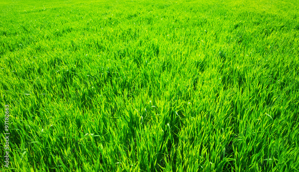 Fototapeta premium green field