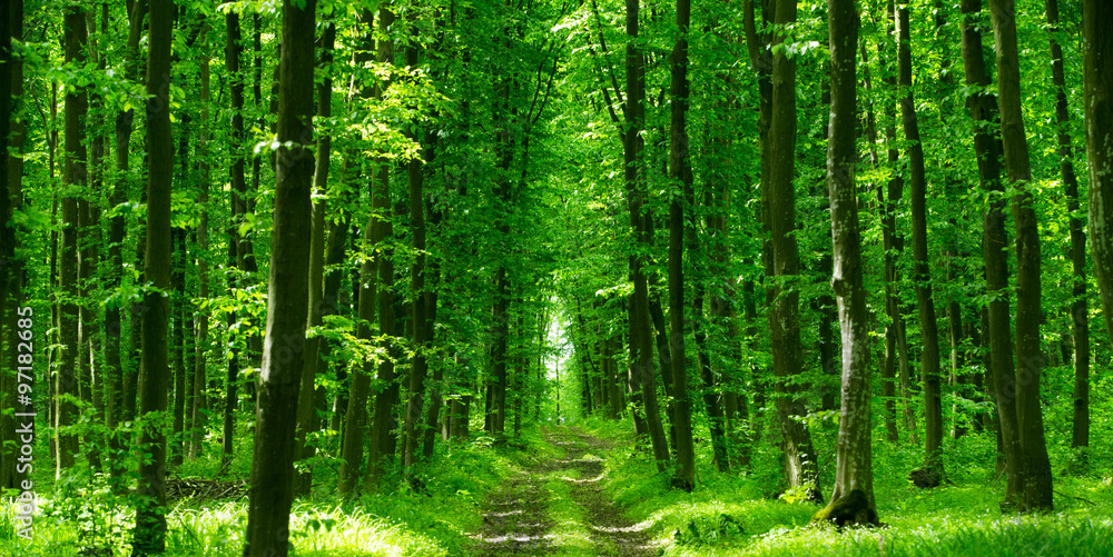 Fototapeta beautiful green forest