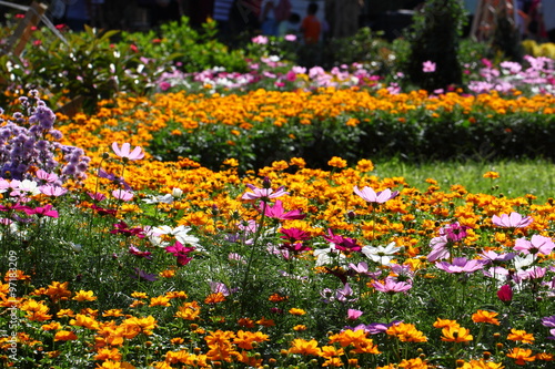 Chrysanthemum flowers/Chrysanthemum flowers in the garden