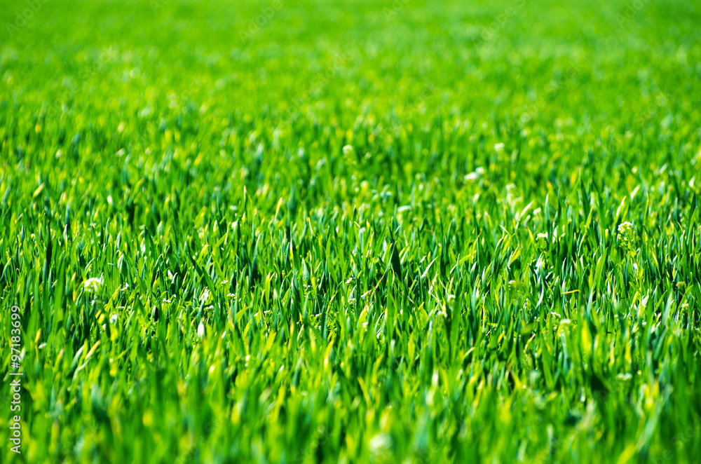 Fototapeta premium Field of grass