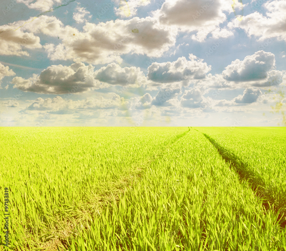 Obraz premium field of grass and perfect sky