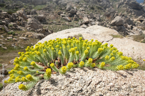 Strand-Wolfsmilch auch Dünen-Wolfsmilch (Euphorbia paralias)