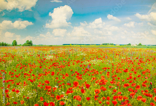 Beautiful poppy field