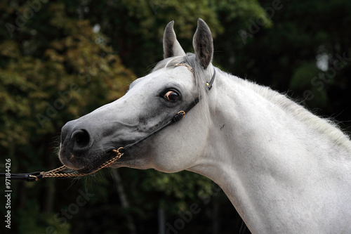 Head shot of a white arab mare horses face #97184426