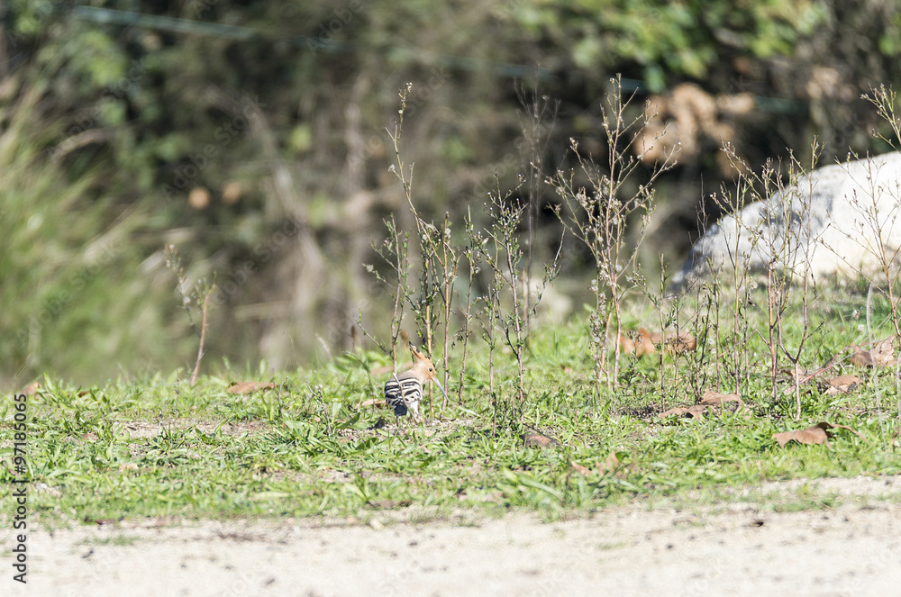 Upupa epops, hoopoe,