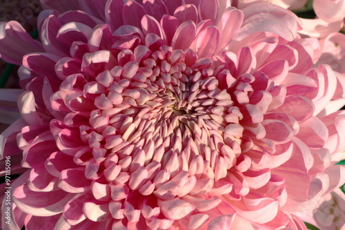 Chrysanthemum flowers Chrysanthemum flowers in the garden