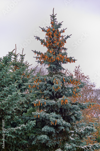 big blue spruce with cones against the sky